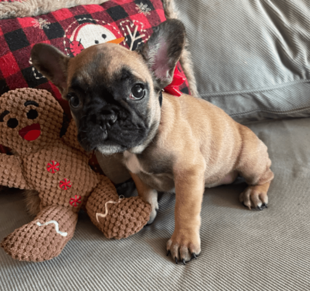 Dixie Fawn French Bulldog Female | Born Sept 24th, 2022
