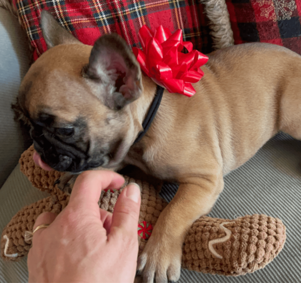 Dixie Fawn French Bulldog Female | Born Sept 24th, 2022