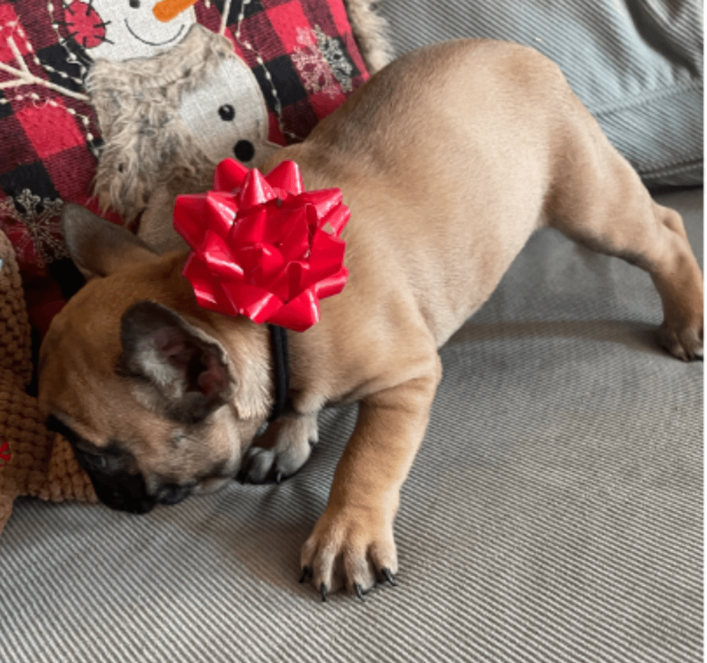 Dixie Fawn French Bulldog Female | Born Sept 24th, 2022