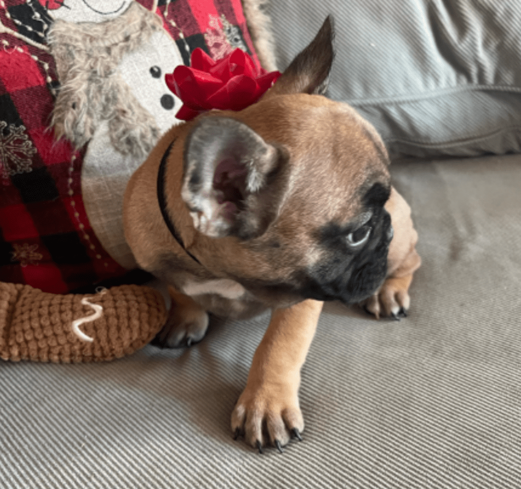 Dixie Fawn French Bulldog Female | Born Sept 24th, 2022