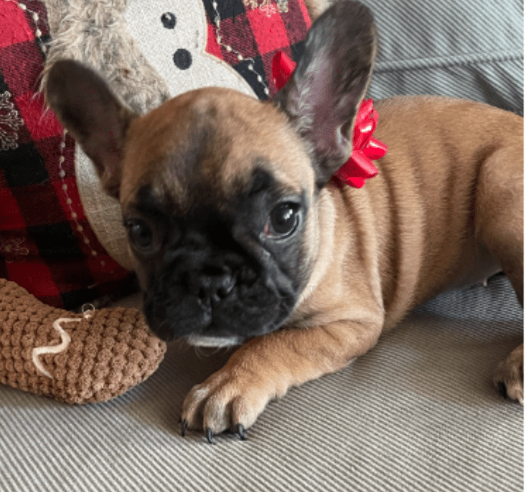Dixie Fawn French Bulldog Female | Born Sept 24th, 2022