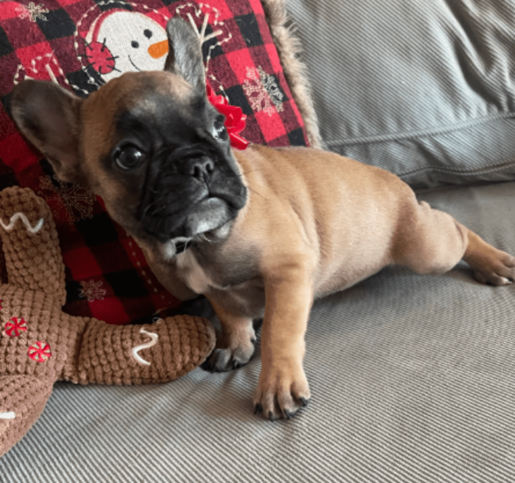 Dixie Fawn French Bulldog Female | Born Sept 24th, 2022