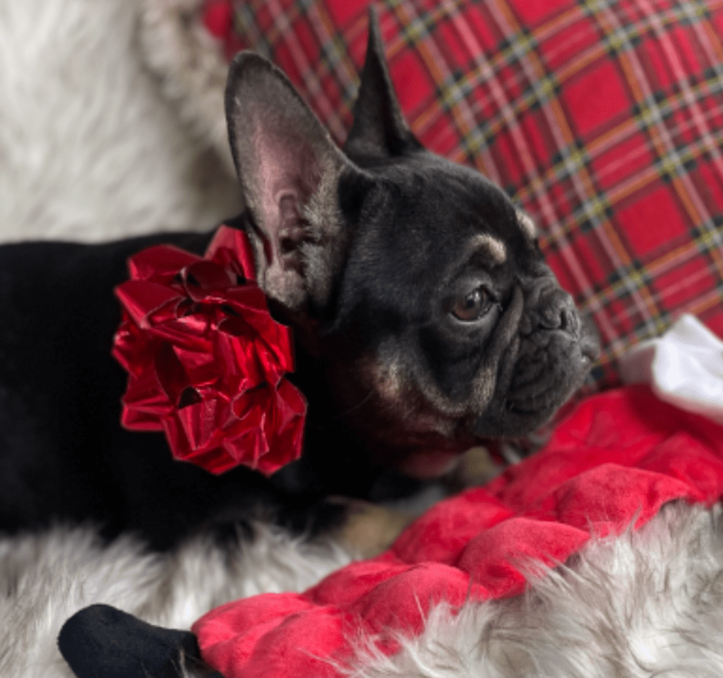 Autumn Black and Tan French Bulldog Female
