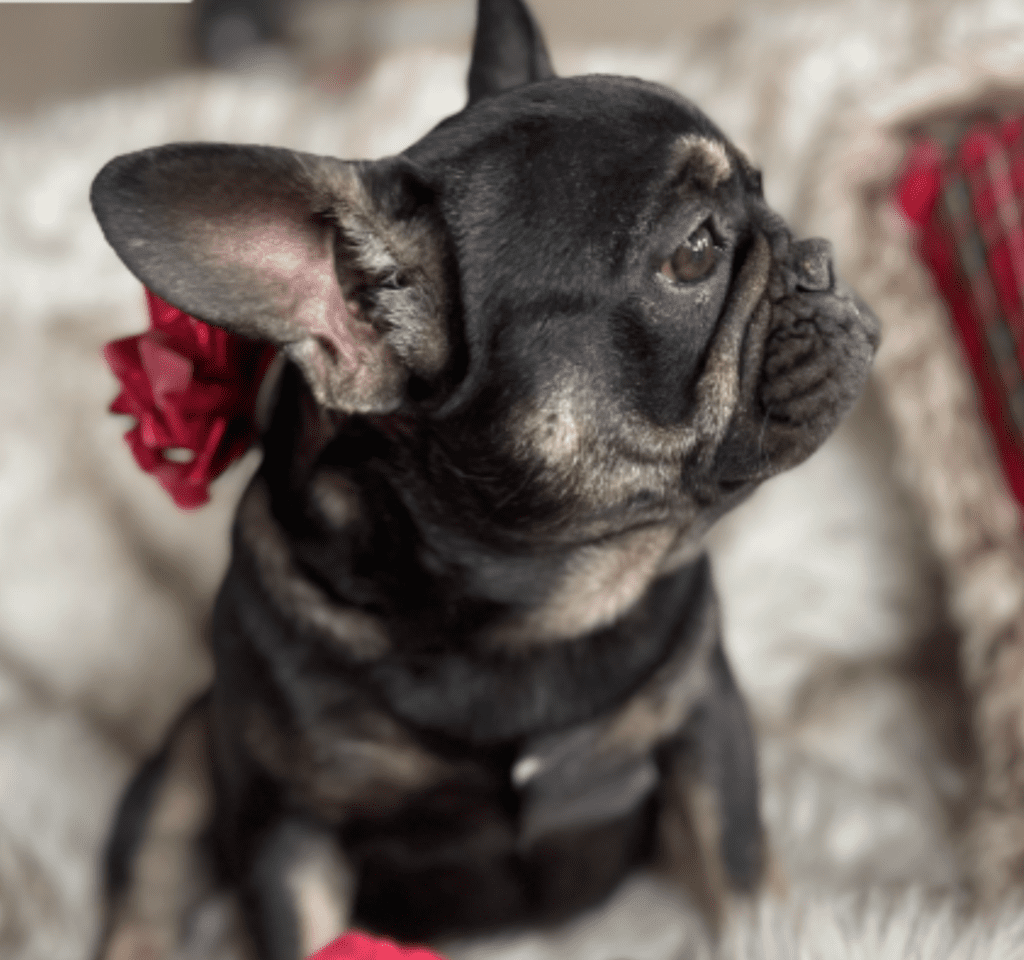 Autumn Black and Tan French Bulldog Female
