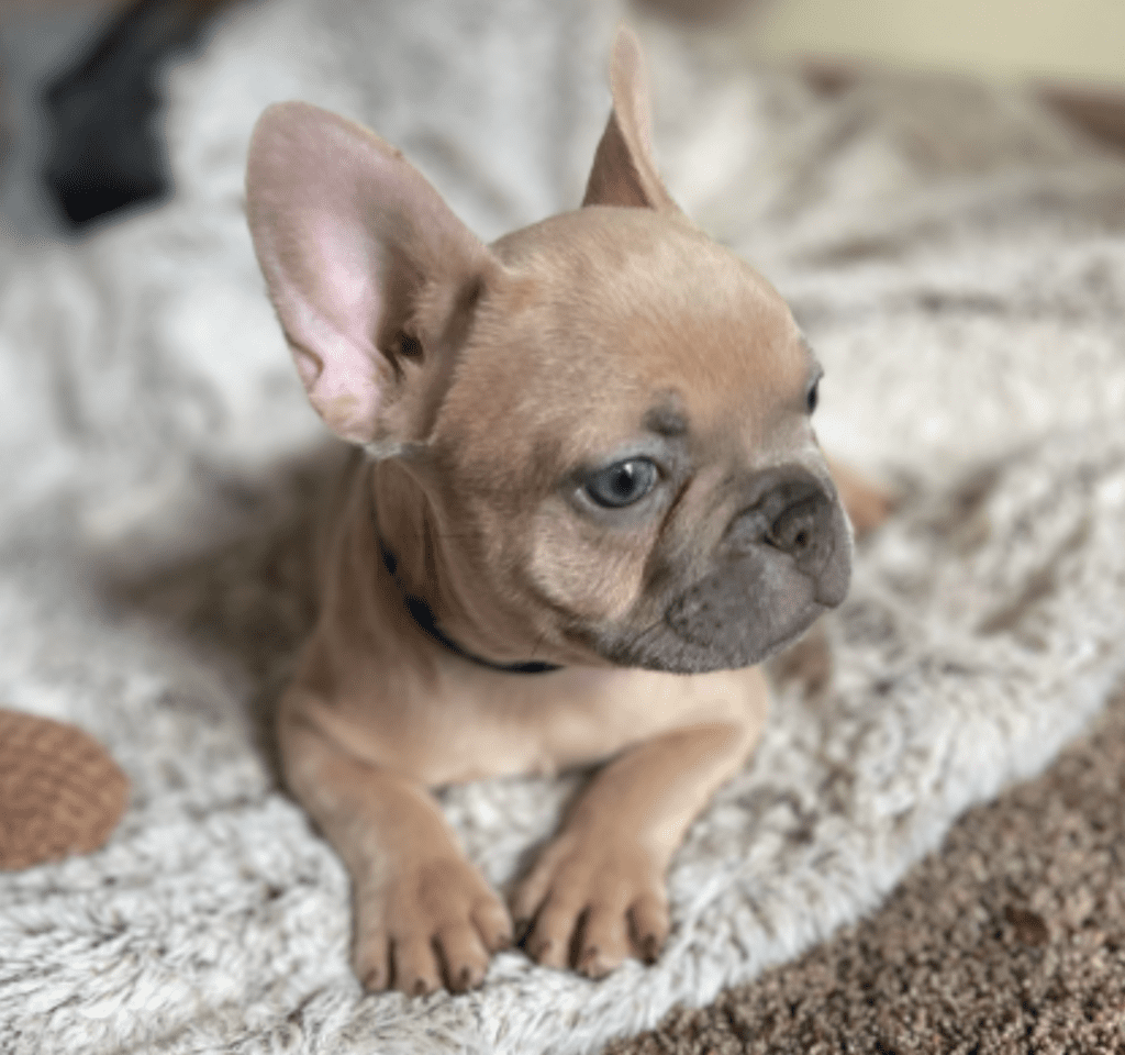 Brooklyn Lilac Fawn Female French Bulldog | Born October 1, 2022