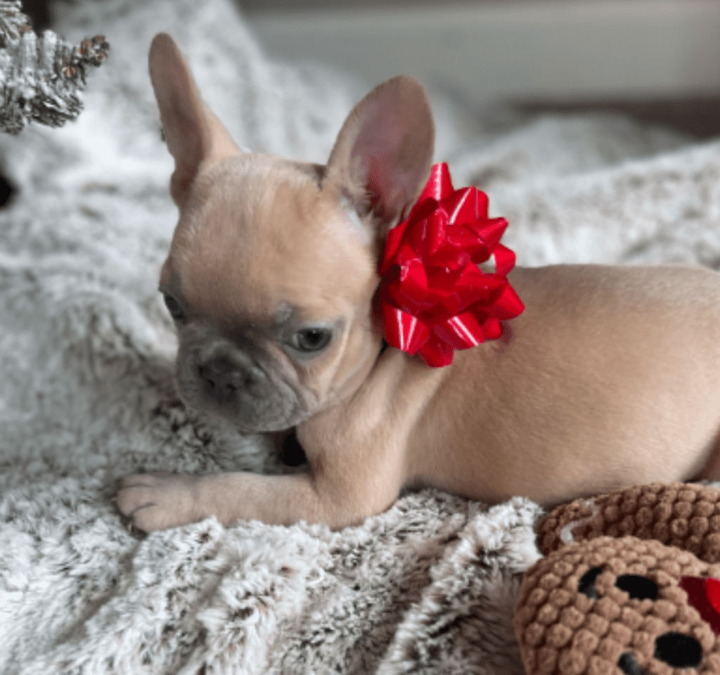 Brooklyn Lilac Fawn Female French Bulldog | Born October 1, 2022