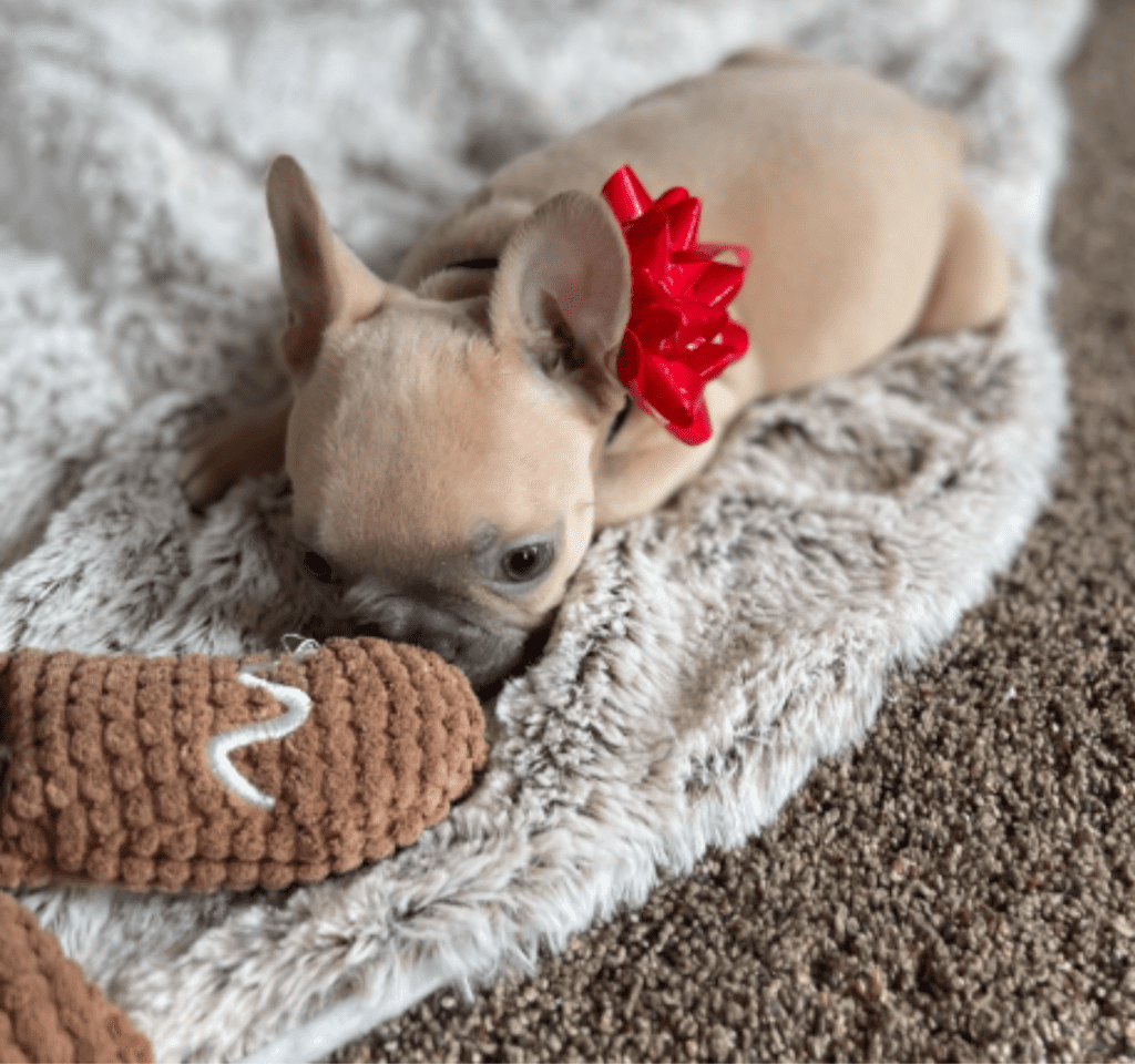 Brooklyn Lilac Fawn Female French Bulldog | Born October 1, 2022