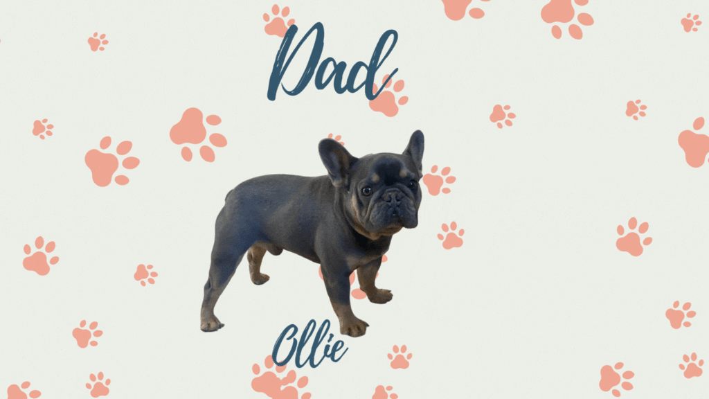 Ollie - Frenchie Parent