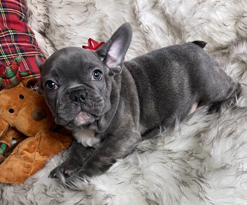 Erie Blue French Bulldog Female | Born October 7th, 2022