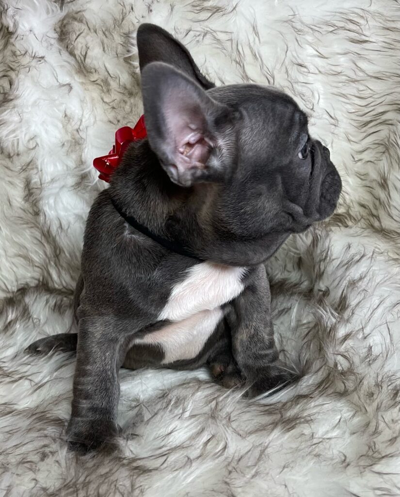 Erie Blue French Bulldog Female | Born October 7th, 2022