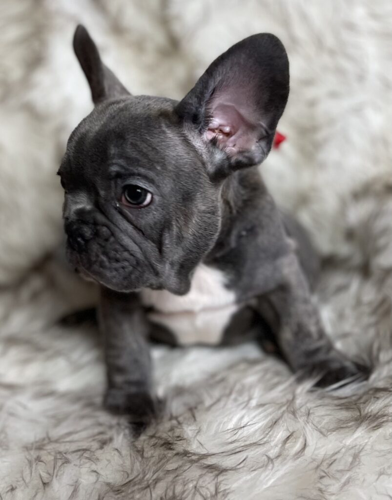 Erie Blue French Bulldog Female | Born October 7th, 2022