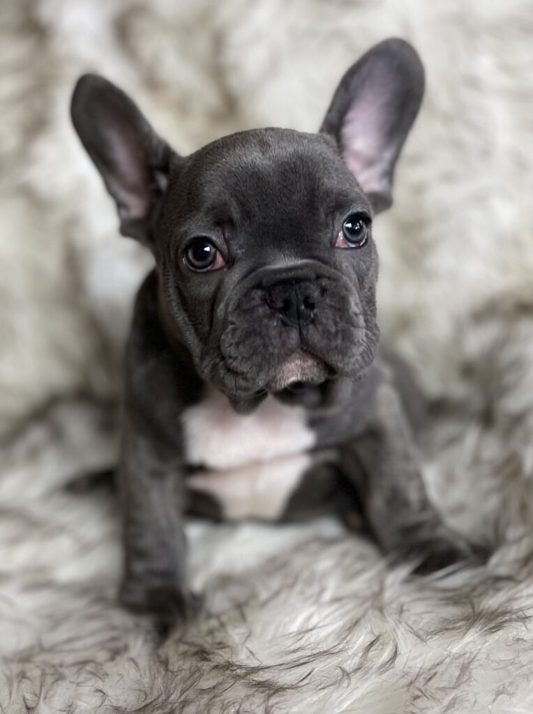 Erie Blue French Bulldog Female | Born October 7th, 2022