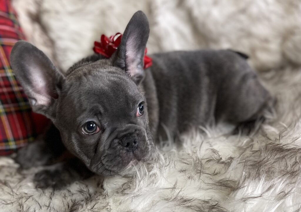 Erie Blue French Bulldog Female | Born October 7th, 2022