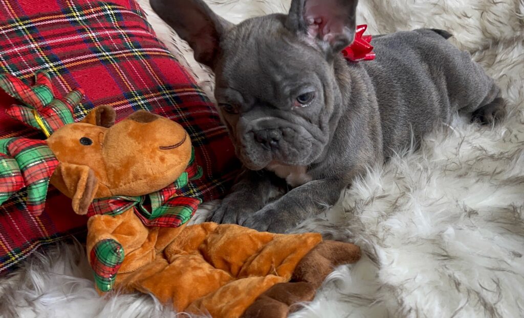 Erie Blue French Bulldog Female | Born October 7th, 2022