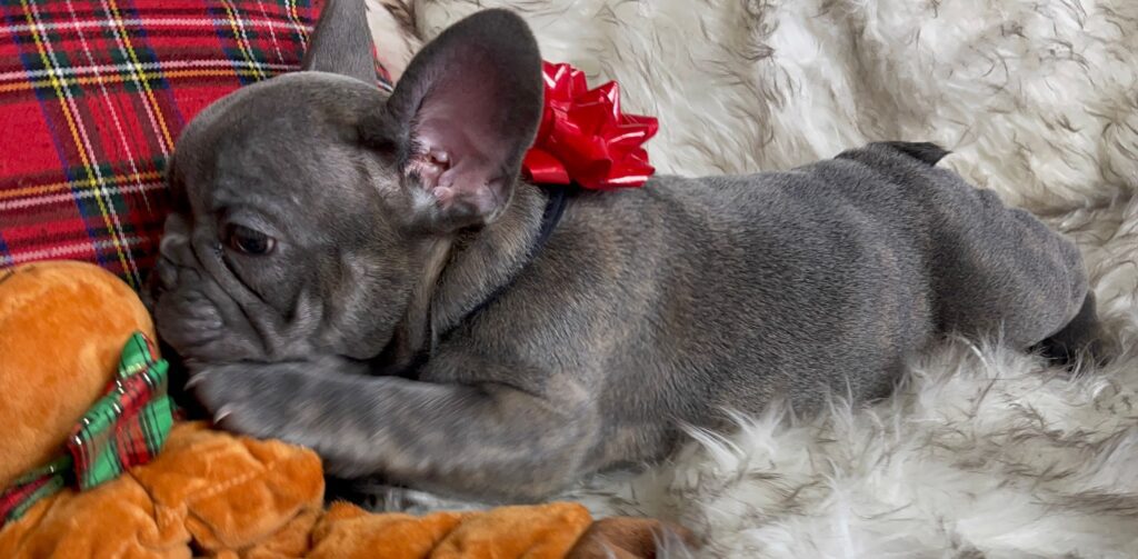 Erie Blue French Bulldog Female | Born October 7th, 2022