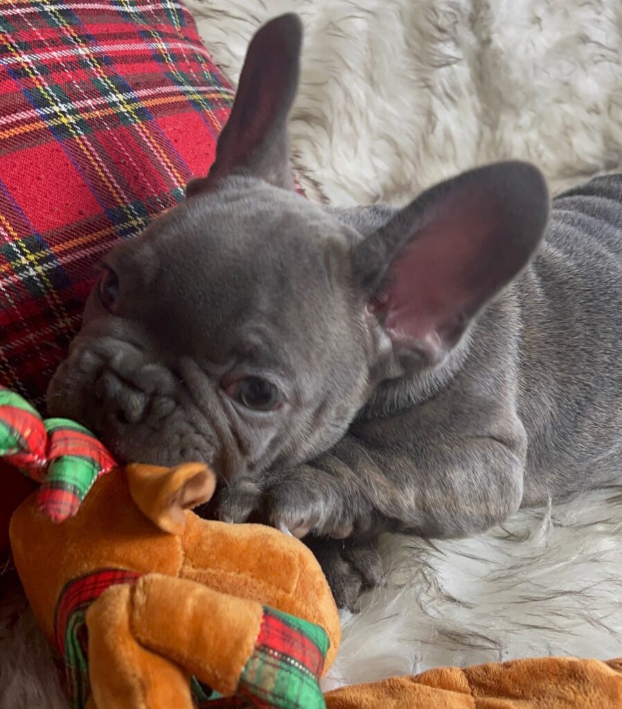 Erie Blue French Bulldog Female | Born October 7th, 2022