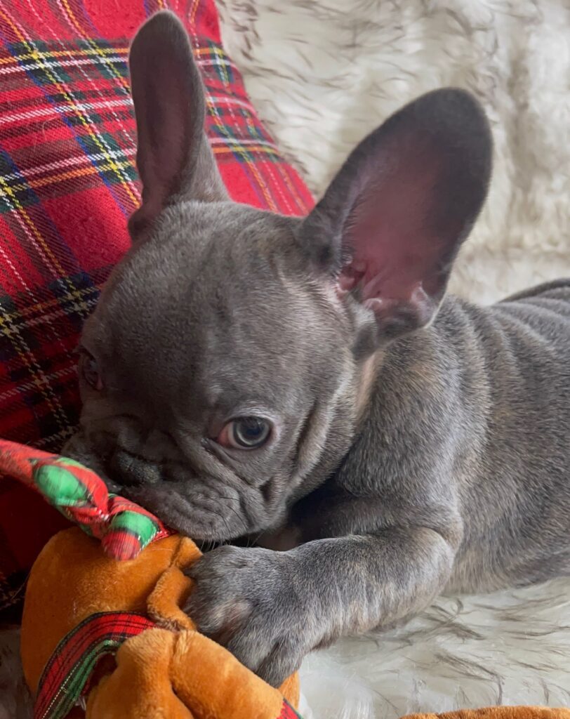 Erie Blue French Bulldog Female | Born October 7th, 2022