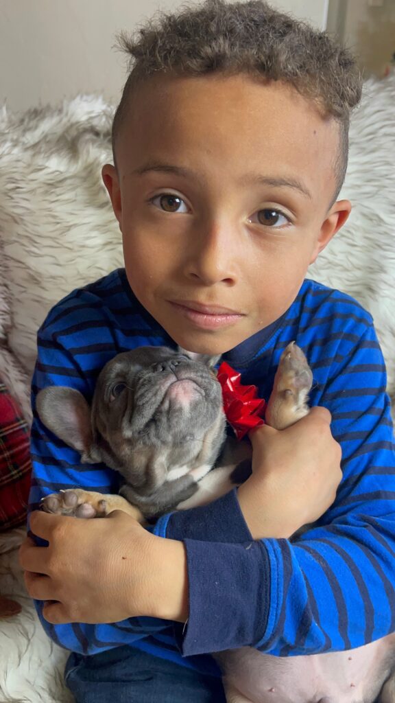Eugene Blue and Tan French Bulldog Male | Born October 7th, 2022