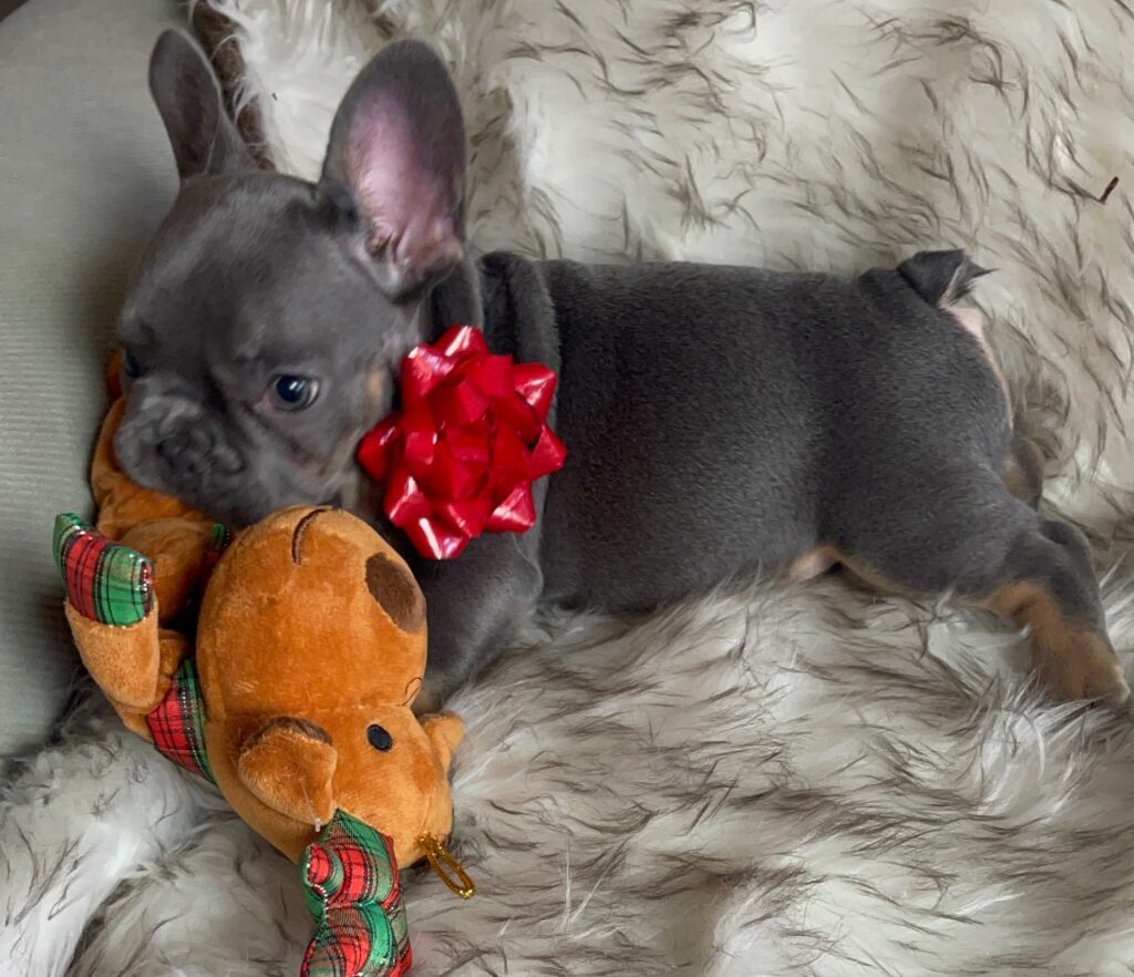 Eugene Blue and Tan French Bulldog Male | Born October 7th, 2022