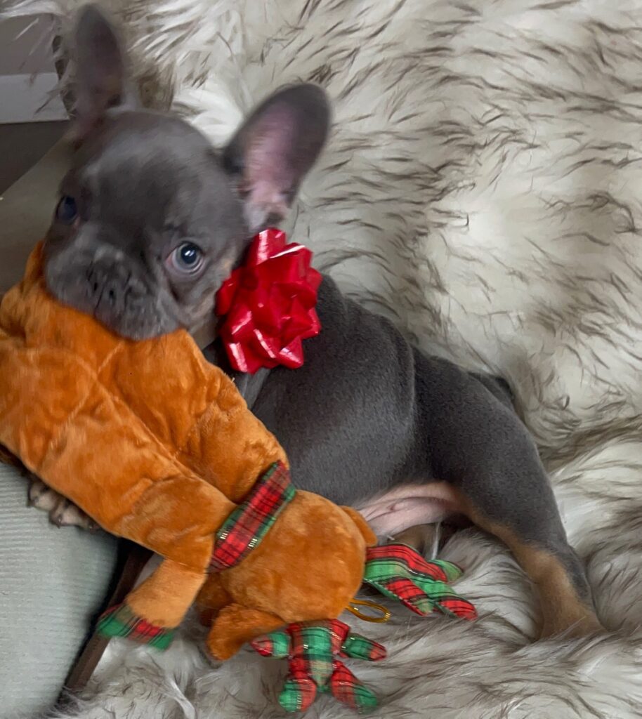 Eugene Blue and Tan French Bulldog Male | Born October 7th, 2022