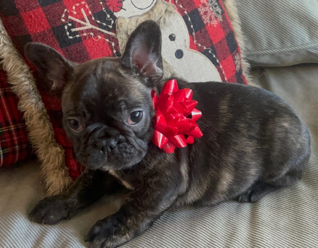 Harvey Brindle French Bulldog Male | Born October 9th, 2022
