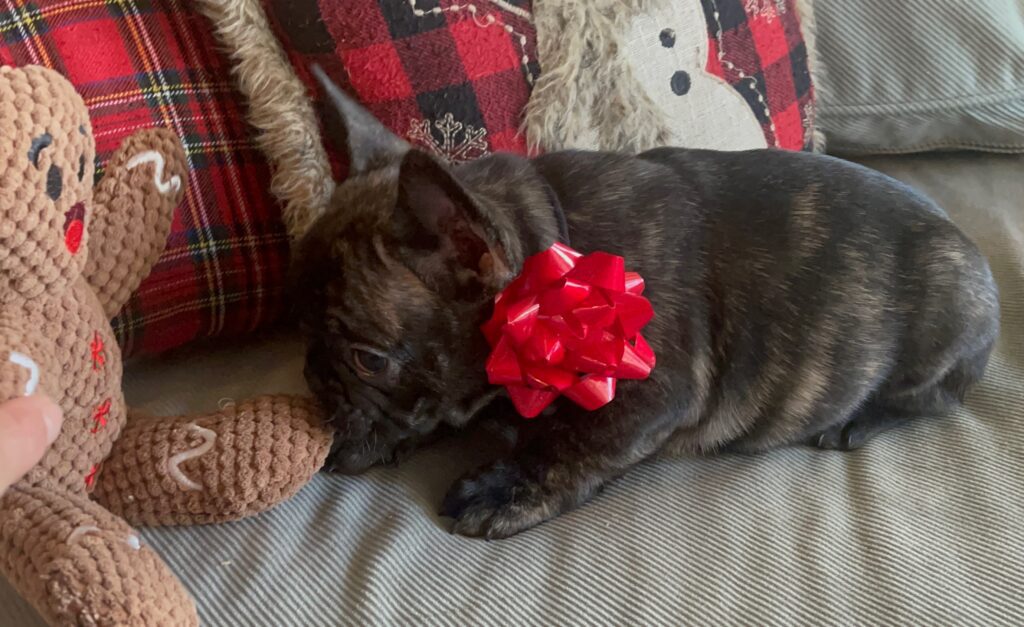 Harvey Brindle French Bulldog Male | Born October 9th, 2022