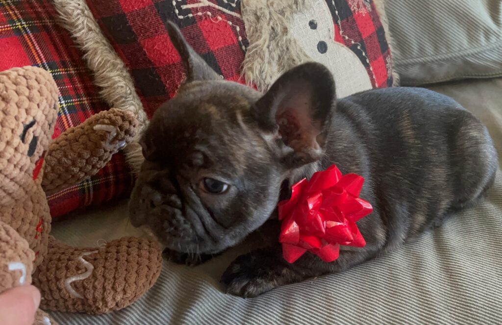 Harvey Brindle French Bulldog Male | Born October 9th, 2022