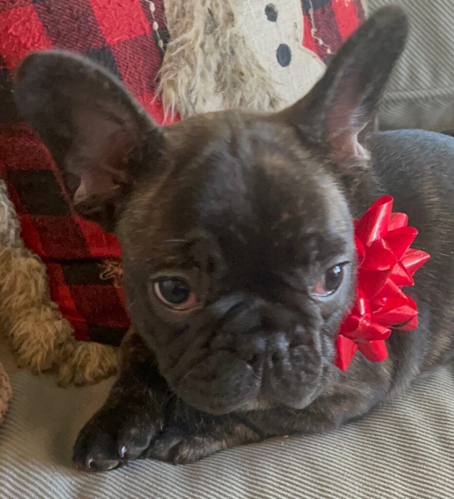 Harvey Brindle French Bulldog Male | Born October 9th, 2022