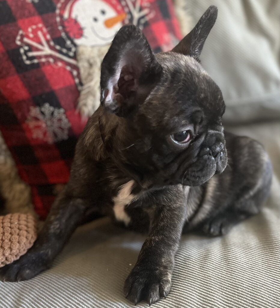 Harvey Brindle French Bulldog Male | Born October 9th, 2022