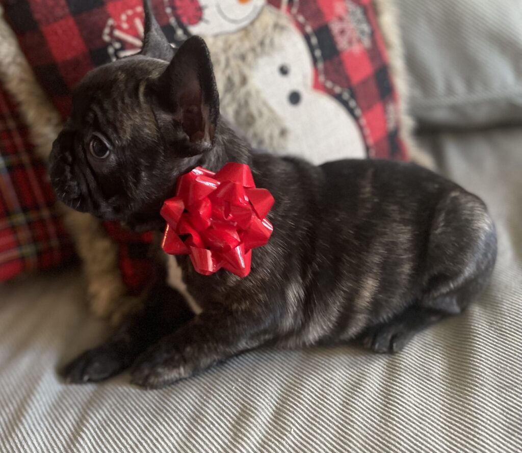 Harvey Brindle French Bulldog Male | Born October 9th, 2022