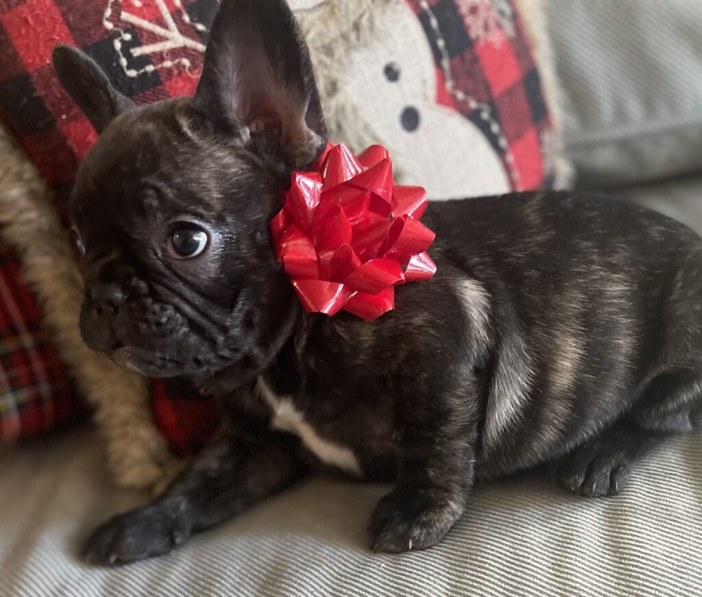 Harvey Brindle French Bulldog Male | Born October 9th, 2022
