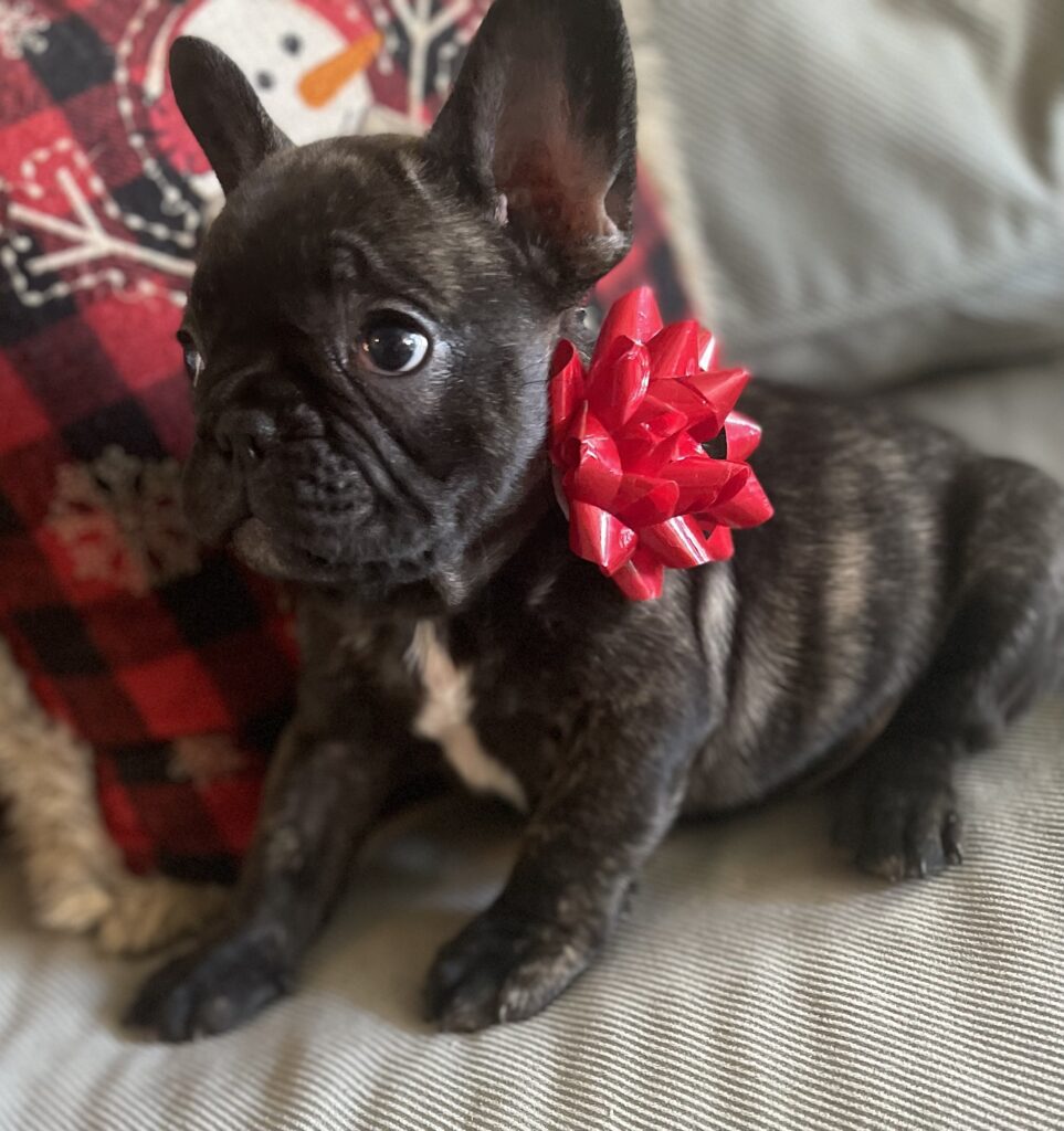 Harvey Brindle French Bulldog Male | Born October 9th, 2022