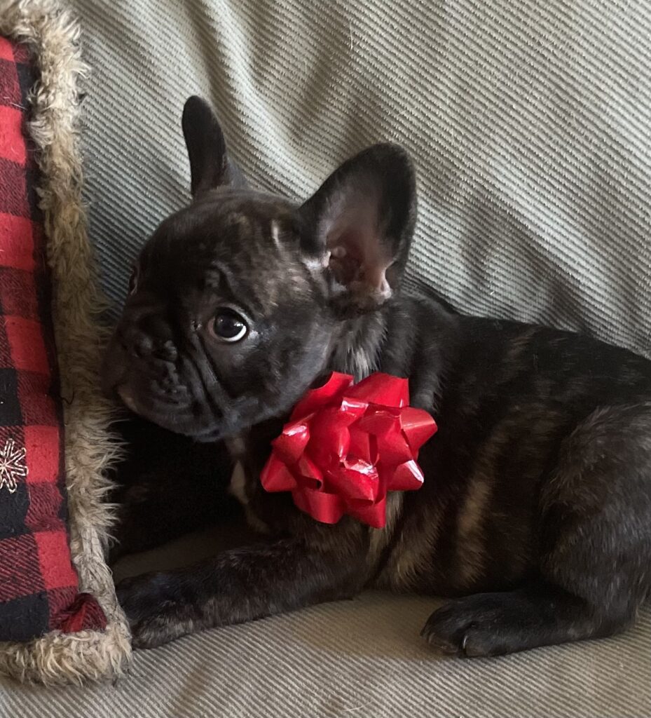 Harvey Brindle French Bulldog Male | Born October 9th, 2022