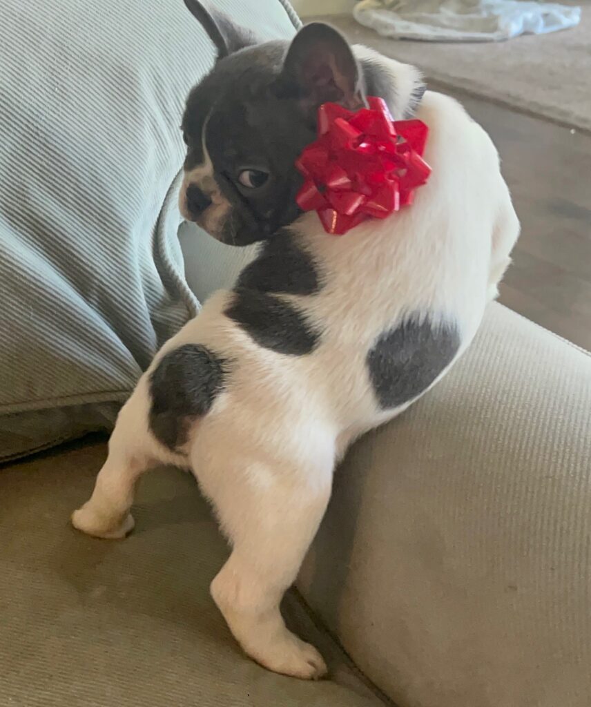 Hoss Blue Pied French Bulldog Male | Born October 9th, 2022
