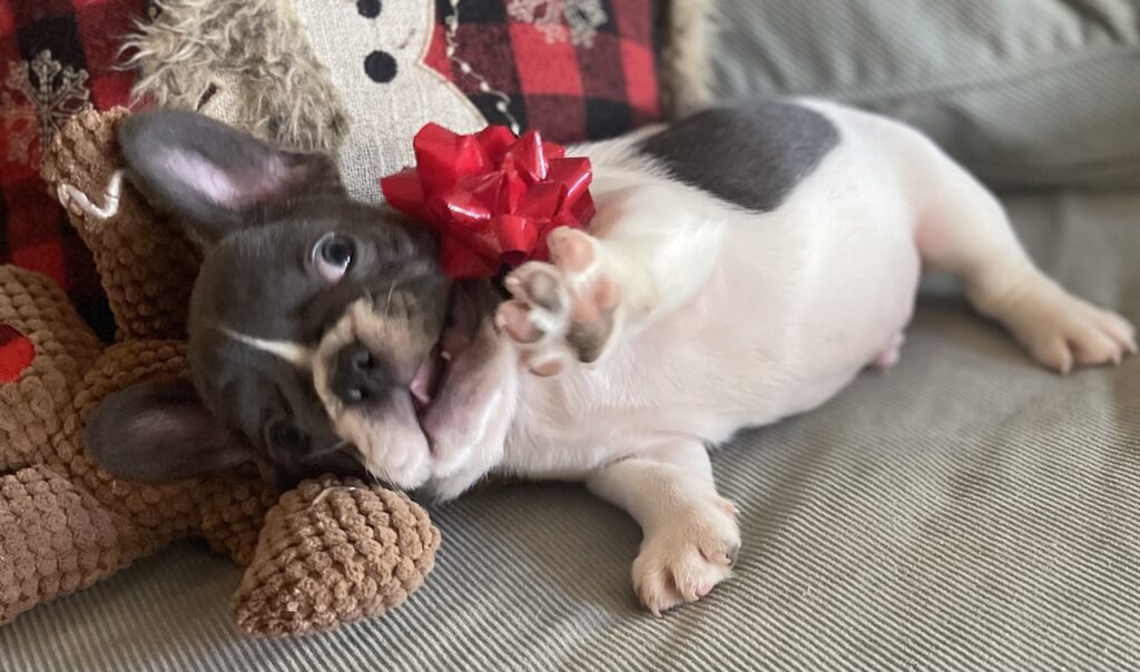 Hoss Blue Pied French Bulldog Male | Born October 9th, 2022