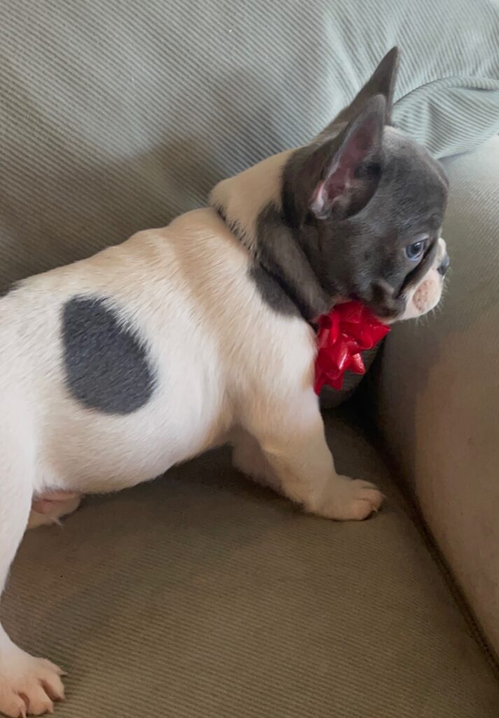 Hoss Blue Pied French Bulldog Male | Born October 9th, 2022