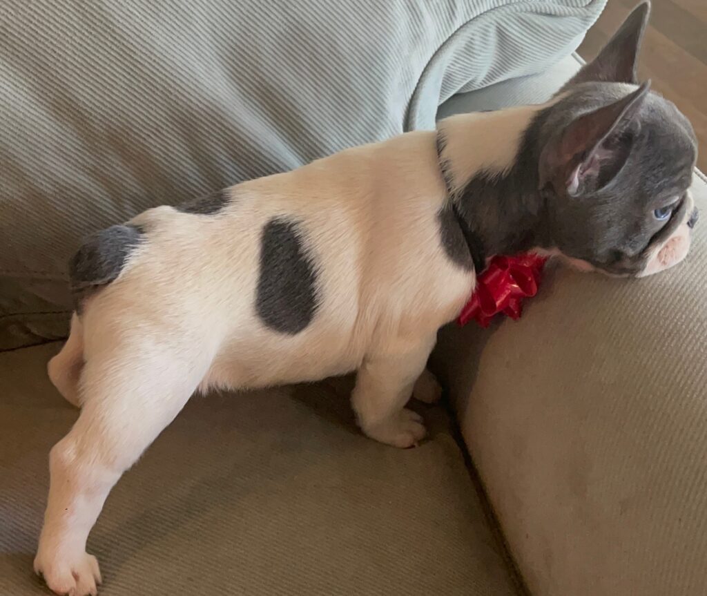 Hoss Blue Pied French Bulldog Male | Born October 9th, 2022