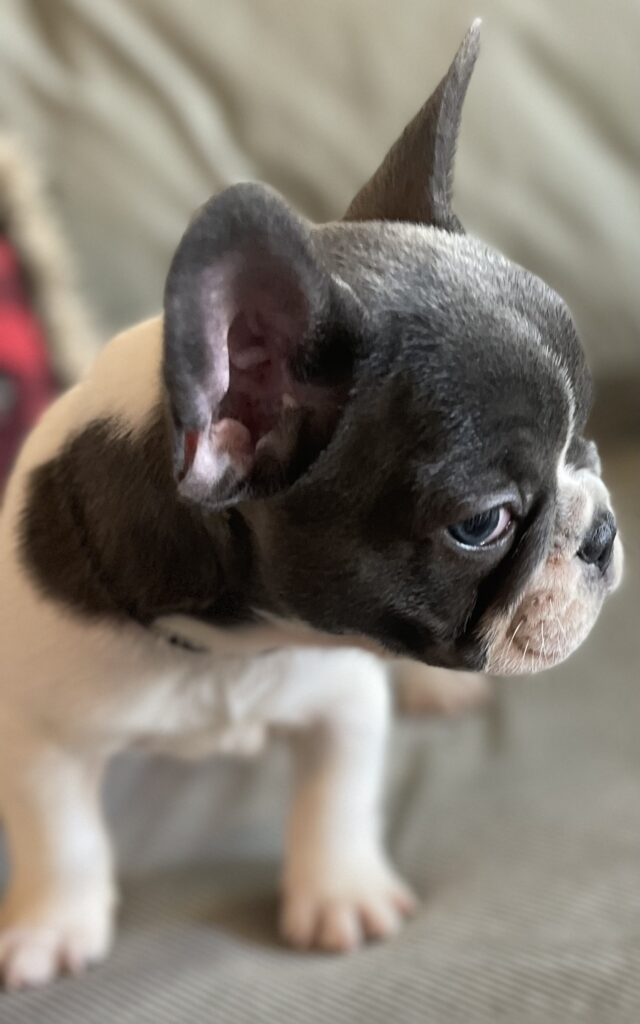 Hoss Blue Pied French Bulldog Male | Born October 9th, 2022