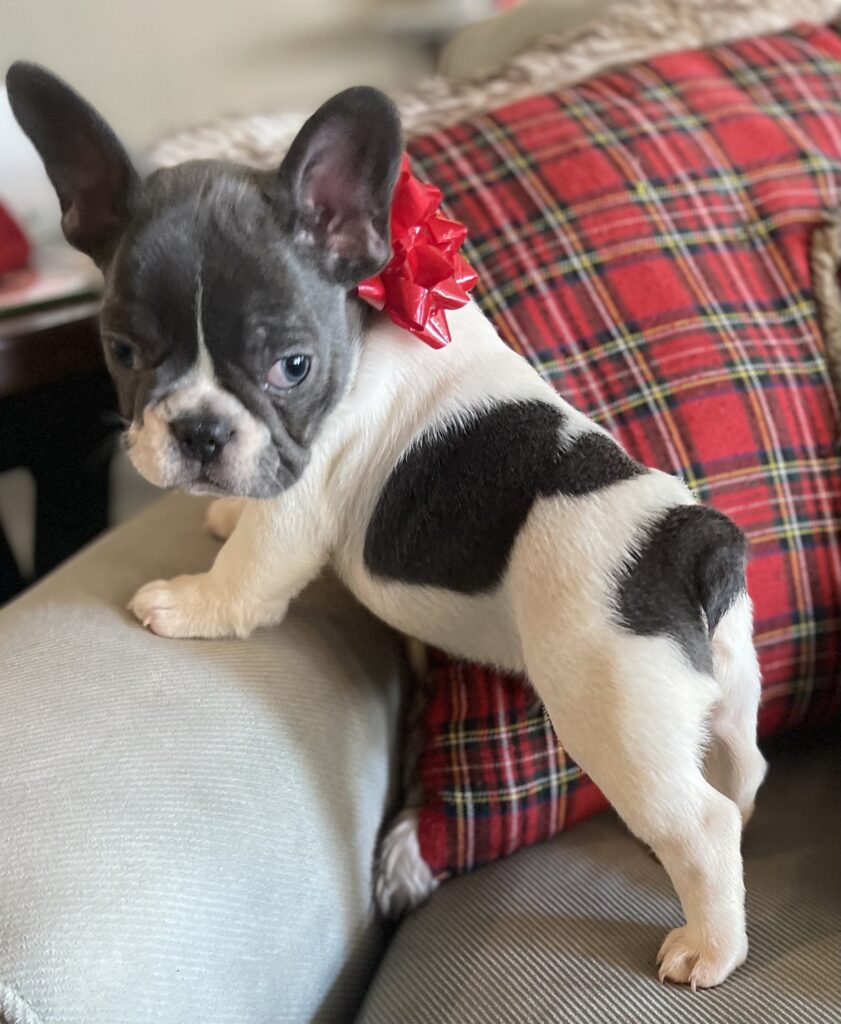 Hoss Blue Pied French Bulldog Male | Born October 9th, 2022