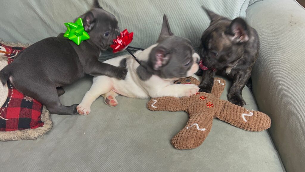 Harley Blue French Bulldog Male | Born October 9th, 2022