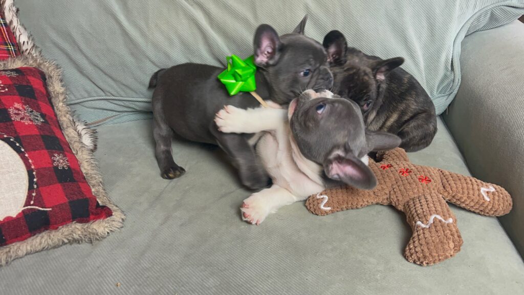 Harley Blue French Bulldog Male | Born October 9th, 2022