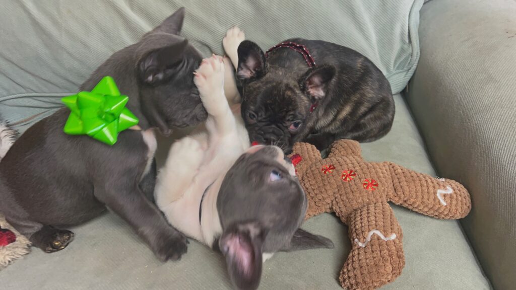 Harley Blue French Bulldog Male | Born October 9th, 2022