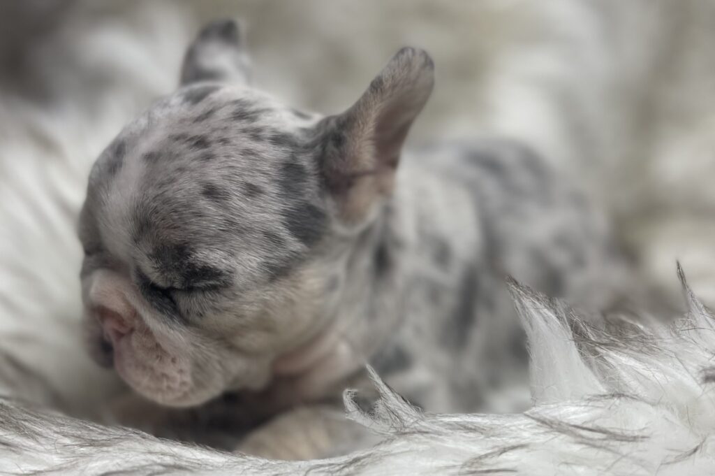 India Blue Merle French Bulldog Female