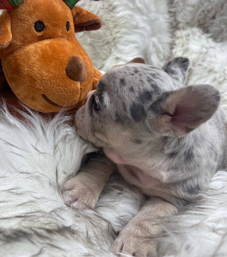 India Blue Merle French Bulldog Female