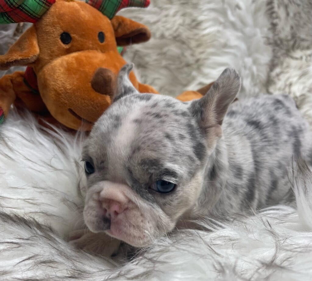 India Blue Merle French Bulldog Female