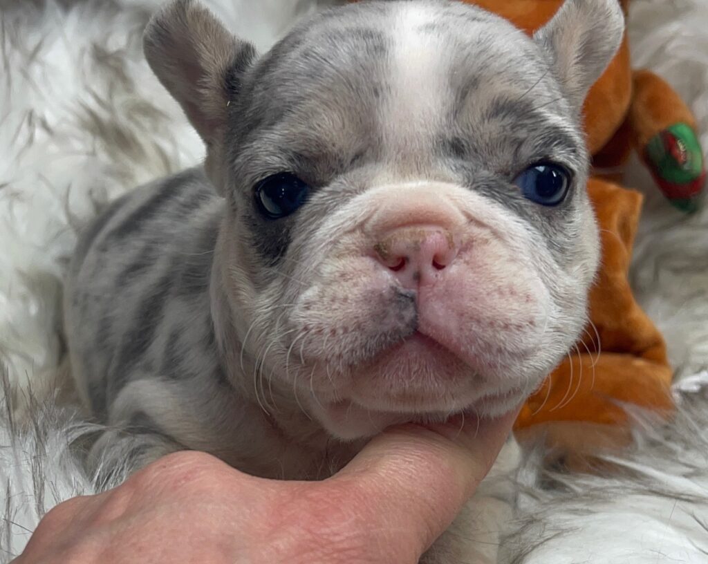 India Blue Merle French Bulldog Female