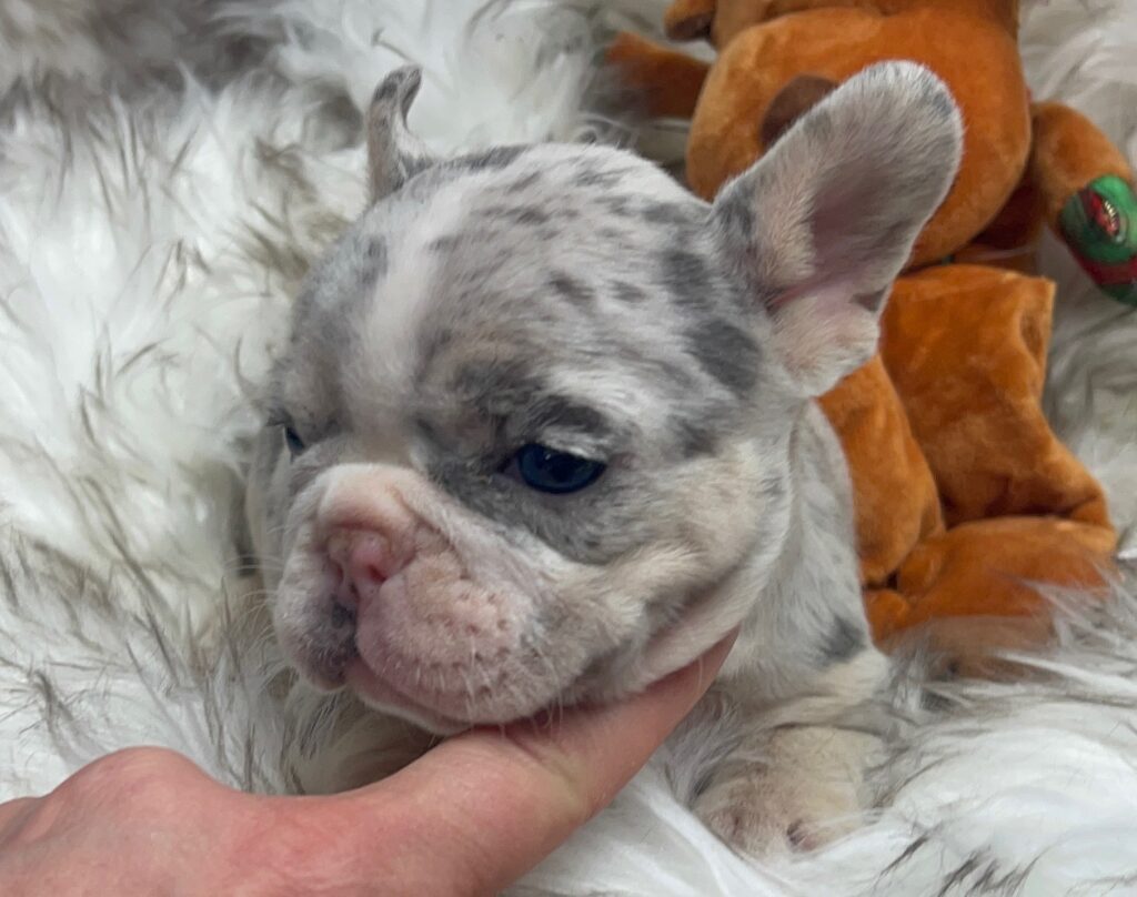 India Blue Merle French Bulldog Female