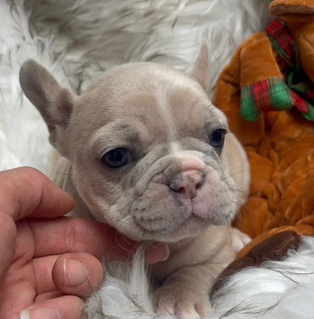 Ivory Lilac Fawn Merle French Bulldog Female