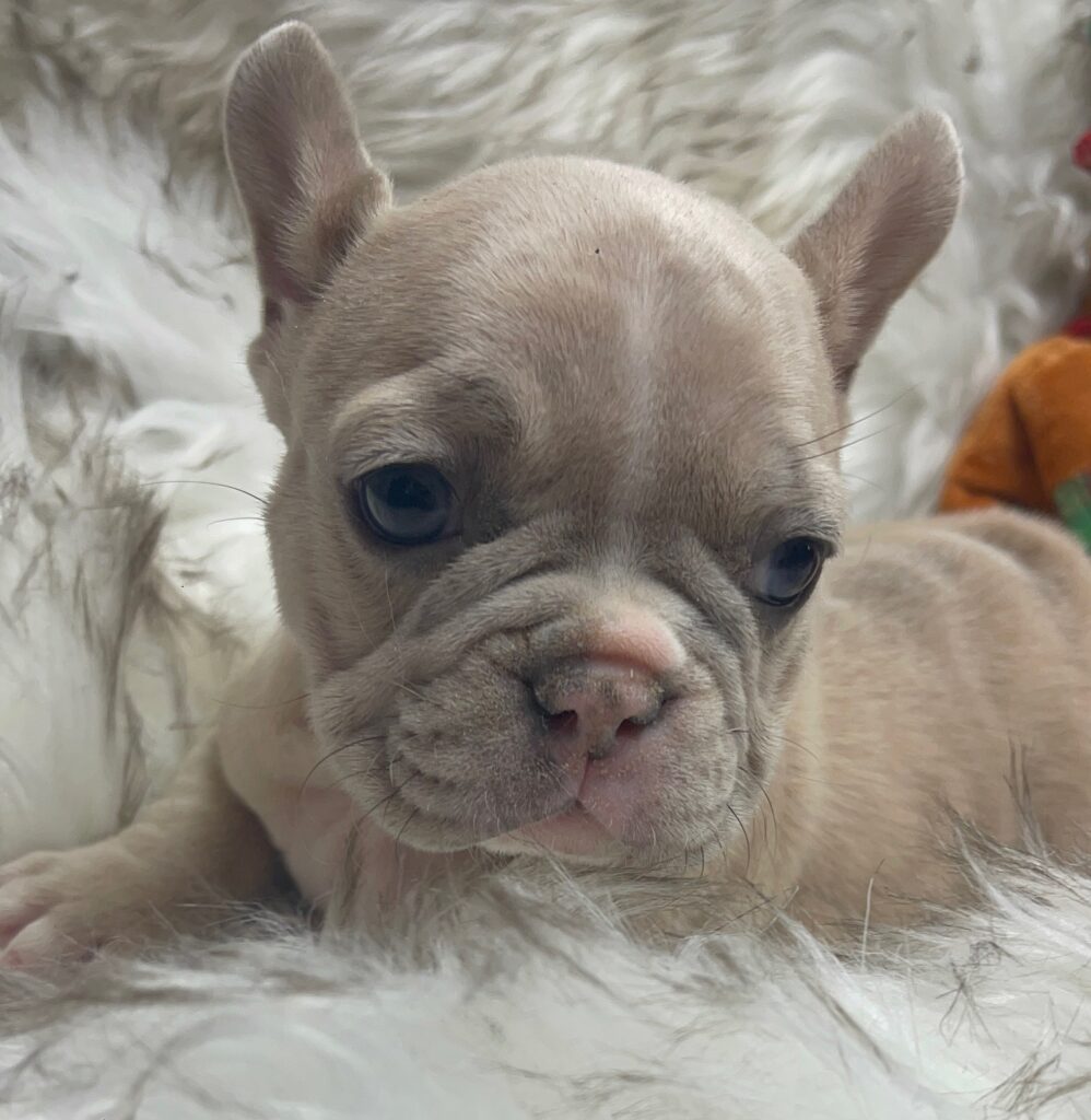 Ivory Lilac Fawn Merle French Bulldog Female