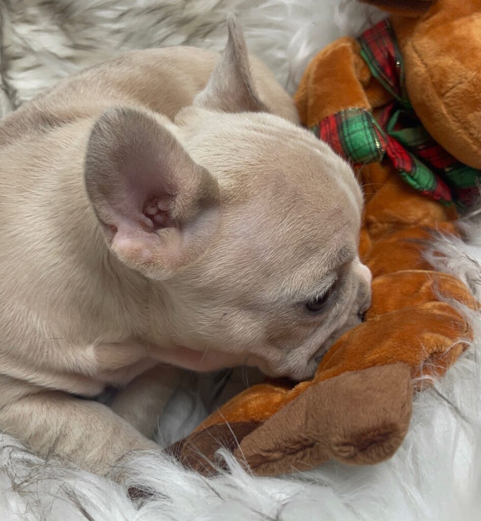 Ivory Lilac Fawn Merle French Bulldog Female